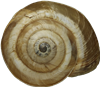 Cernuella virgata12,4 × 14,1 mm
